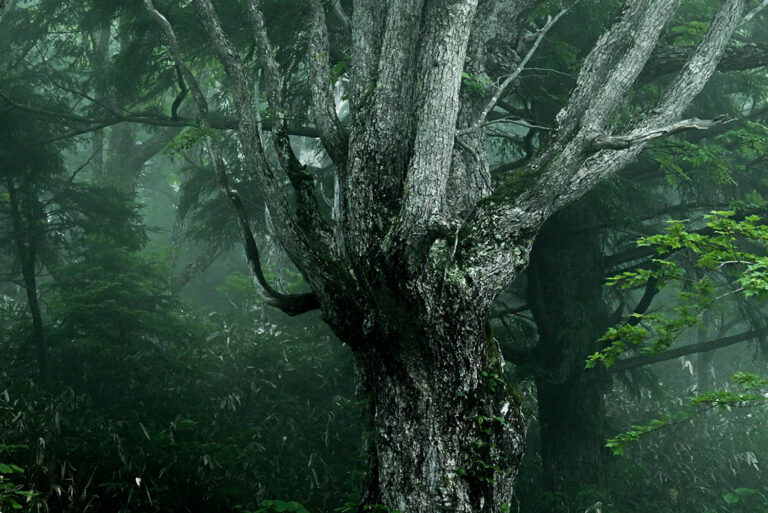 森の古木
